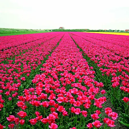 Hotel Fletcher Badhotel Callantsoog