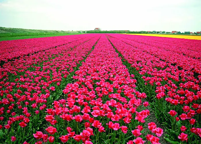 Hotel Fletcher Badhotel Callantsoog